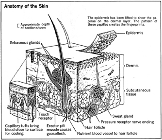 Skin, Hair, and Nails - blood, body, rash, human, people, health, Oil Glands