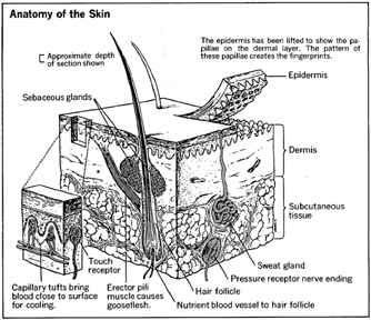 Anatomy of the Skin