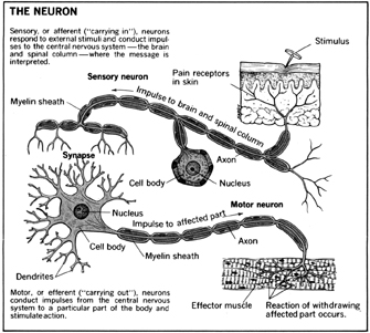 The Neuron