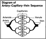 Diagram of Artery-Capillary-Vein Sequence