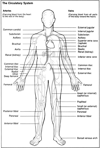 circulatory system images. circulatory system functions