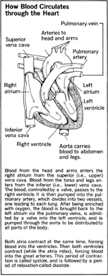 How Blood Circulates through the Heart