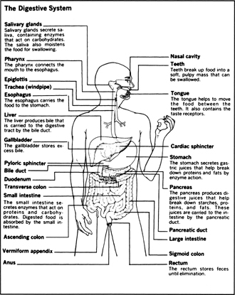structure and function of the digestive system