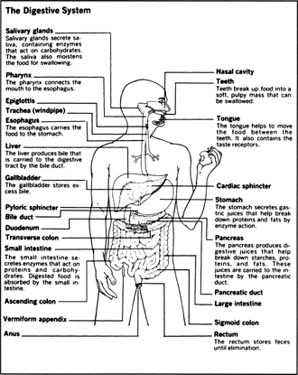 The mouth: saliva, teeth, and tongue - The Digestive System and the