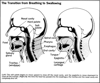 The Transition from Breathing to Swallowing