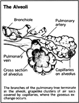 The Alveoli