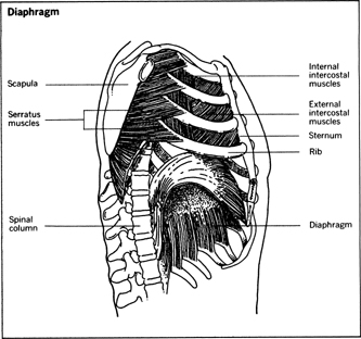 Our big breathing muscle: the diaphragm - The Respiratory System and