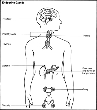 pregnancy in puppies