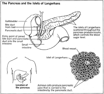 The Pancreas and the Islets of Langerhans