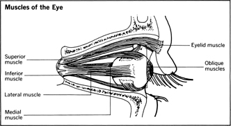 Muscles of the Eye