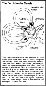 The Semicircular Canals