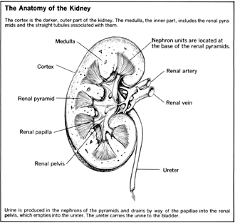 The Anatomy of the Kidney