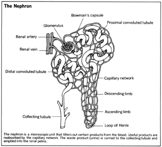 The Nephron