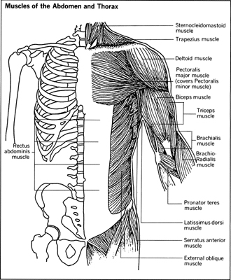 Muscles of the Abdomen and Thorax
