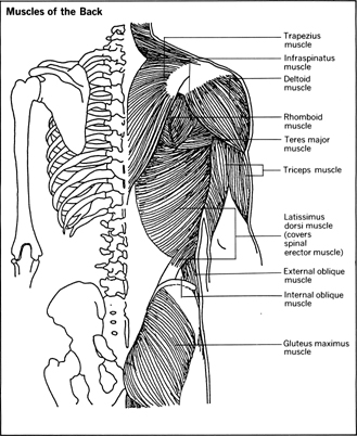 Muscles of Back