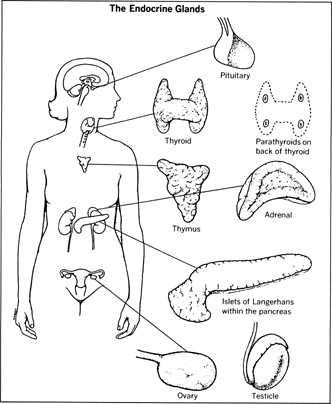  to diseases of the ductless glands, which include: The Endocrine Glands