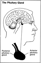 The Pituitary Gland