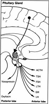 The Pituitary Gland