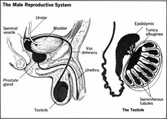 Gonads Gland Disorders