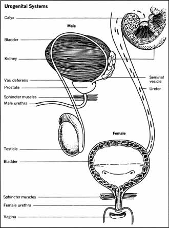 Urogenital Systems