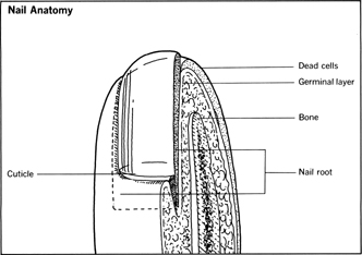 Nails - Hair - body, infection, skin, white, health, injury, Splitting