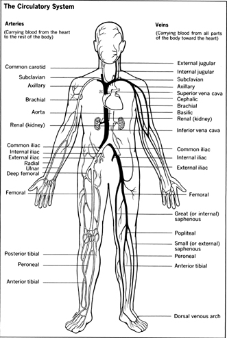  may be and a nerve conduction study , or electroneurogram , is ordered.