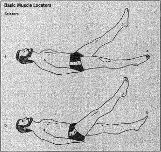 Basic Muscle Locators