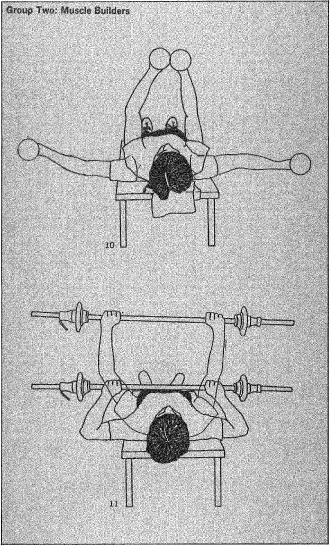 Group Two: Muscle Builders