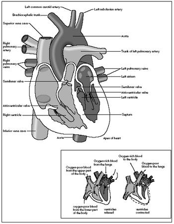 A cutaway view of the anatomy of the heart (top left). The smaller boxed diagram illustrates the flow of blood in the heart during diastole (relaxation and expansion) and systole (contraction). (Illustration by Hans & Cassady.)