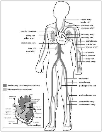 An illustration of the major arteries and veins in the human body. (Reproduced by permission of Gale.)