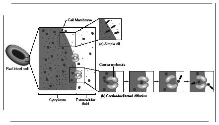 A chart illustrating the process of diffusion. Diffusion is the movement of molecules from an area of greater concentration to an area of lesser concentration. (Illustration by Hans & Cassady.)