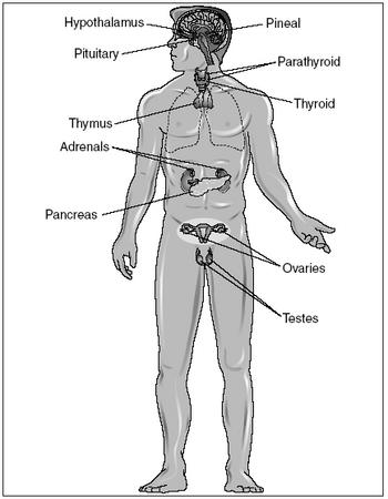 Components of the endocrine system, including the ovaries (female) and the testes (male). (Illustration by Electronic Illustrators Group.)