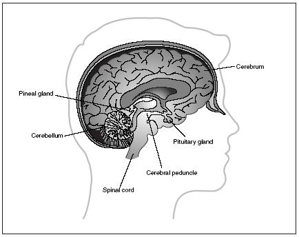 A cutaway view of the brain, including the pituitary gland. Located at the base of the brain behind the nose, this gland is approximately the size of a grape. (Illustration by Electronic Illustrators Group.)