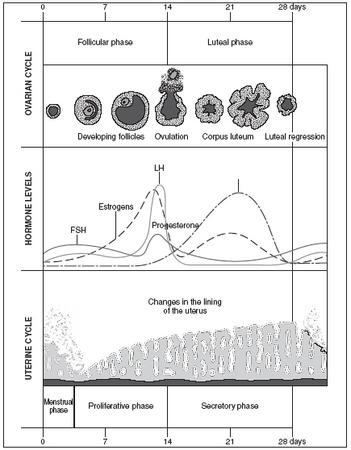 A chart tracking changing hormone levels during an average ovarian cycle. (Illustration by Hans & Cassady.)