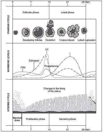 Hormone Levels Cycle