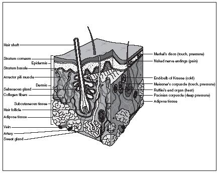 A cutaway view of human skin. The skin has two principle layers: the epidermis (a thin, outer layer) and the dermis (a thicker, inner layer). (Illustration by Hans & Cassady.)