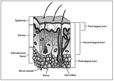 Summary of autonomic differences . Autonomic nervous system controls 