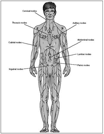 The basic components of the lymphatic system. (Illustration by Electronic Illustrators Group.)