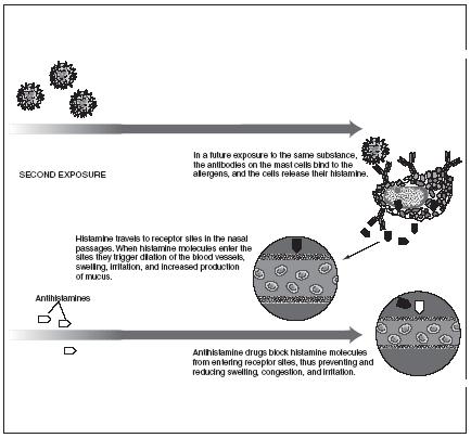 The allergic response. An allergy is an abnormal immune reaction to an otherwise harmless substance. (Illustration by Hans & Cassady.)