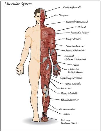 the muscular system canvas