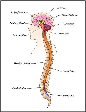 brain spinal cord