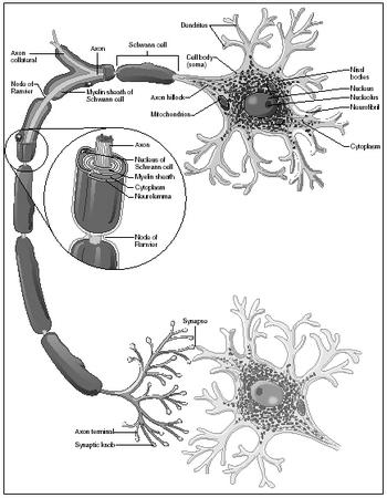 Typical neuron features. A neuron consists of three main parts: the cell body, dendrites, and an axon. (Illustration by Hans & Cassady.)