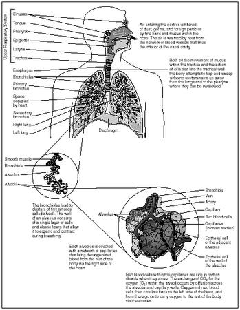 The human respiratory system. (Illustration by Hans & Cassady.)
