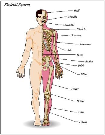 human anatomy skeleton. Design: parts of the skeletal