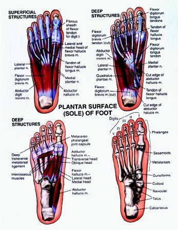 The structure of the foot. As in each hand, nineteen bones form each foot 