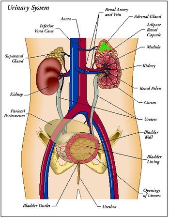 the excretory system photo