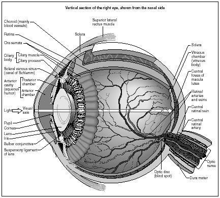 A cutaway anatomy of the human eye. (Illustration by Hans & Cassady.)