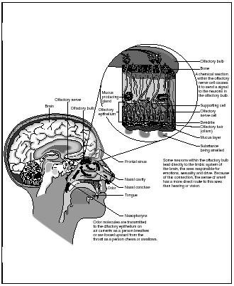 The olfactory transmission process. (Illustration by Hans & Cassady.)
