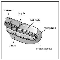 Parts  of the human fingernail. (Electronic Illustrators Group. Reproduced by  permission of Gale Group.)