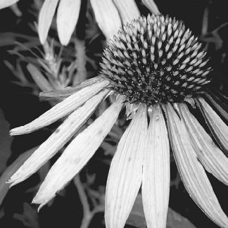 An Echinacea flower. (Photograph by Robert J. Huffman. Field Mark Publications. Reproduced by permission.)